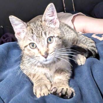 Watson -  Tabby and Domestic Short Hair Cat for Adoption in Smithfield, North Carolina - Watson | PetCurious