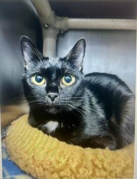 Pudge -  Domestic Short Hair Cat for Adoption in Emerald Isle, North Carolina - Pudge | PetCurious