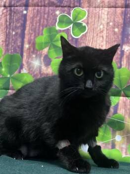 Domestic Short Hair Cats Available for Adoption in San Antonio, Texas - Sassafrass | PetCurious