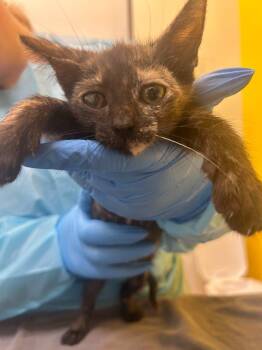 Winnifred -  Domestic Short Hair Cat for Adoption in Raleigh, North Carolina - Winnifred | PetCurious