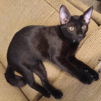 Rescue Domestic Short Hair Cats for Adoption in Antioch, California - Emmett | PetCurious