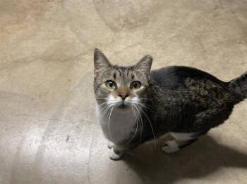 Domestic Short Hair Cats Available for Adoption - SUGAR | PetCurious