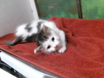 Domestic Short Hair Cats Available for Adoption in Houston, Texas - ANDRIS | PetCurious