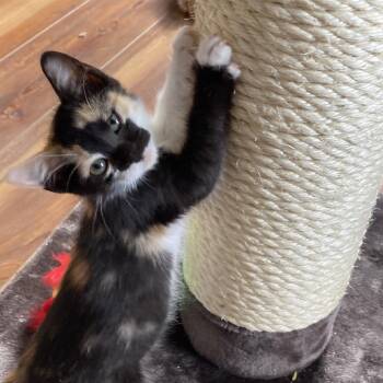 Calliope -  Domestic Short Hair Cat for Adoption in Midland, Texas - Calliope | PetCurious