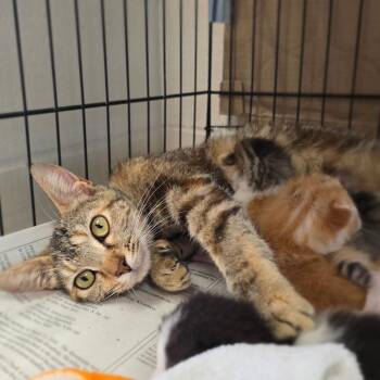Pringle -  Domestic Short Hair Cat for Adoption in San Antonio, Texas - Pringle | PetCurious