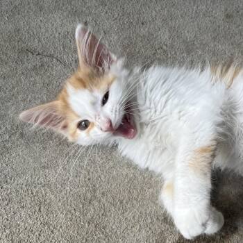 Cone -  Domestic Medium Hair Cat for Adoption in Parrish, Alabama - Cone | PetCurious
