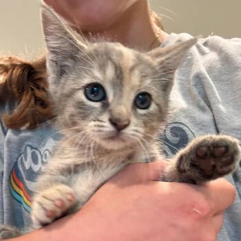 Breeze -  Domestic Short Hair Cat for Adoption in West Des Moines, Iowa - Breeze | PetCurious