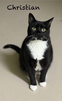 Domestic Short Hair Cats Available for Adoption - Christian | PetCurious