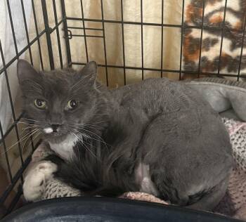 Buzz -  Domestic Long Hair Cat for Adoption - Buzz | PetCurious