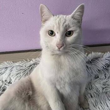 American Shorthair Cats Available for Adoption - Snowman | PetCurious