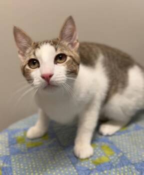Domestic Short Hair Cats Available for Adoption in Bemidji, Minnesota - Max | PetCurious