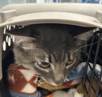 Chip -  Domestic Medium Hair Cat for Adoption in Golden, Colorado - Chip | PetCurious