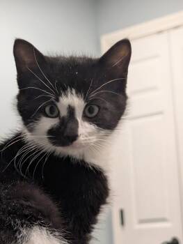 Domestic Short Hair Cats Available for Adoption - Marvin & Mildred  | PetCurious