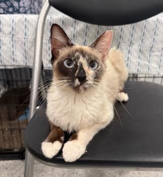 Beauty -  Siamese Cat for Adoption in Temecula, California - Beauty | PetCurious