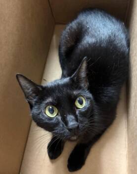 Whiskey -  Domestic Short Hair Cat for Adoption in Cincinnati, Ohio - Whiskey | PetCurious