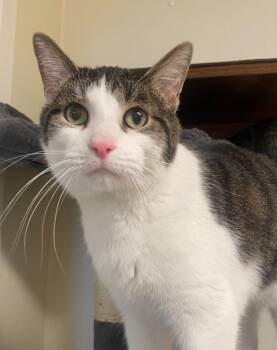 Domestic Short Hair Cats Available for Adoption in Sandusky, Ohio - Berlioz | PetCurious