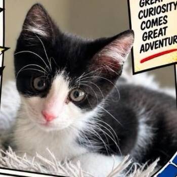 Peter Parker -  Domestic Short Hair Cat for Adoption in Orangevale, California - Peter Parker | PetCurious