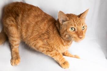 JAXON -  Tabby Cat for Adoption in Pasadena, California - JAXON | PetCurious