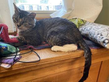 Jack (White) Hamilton -  Domestic Short Hair Cat for Adoption in Philadelphia, Pennsylvania - Jack (White) Hamilton | PetCurious