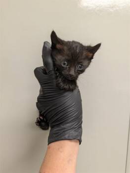 RAVEN - IN FOSTER -  Domestic Short Hair Cat for Adoption in Ontario, California - RAVEN - IN FOSTER | PetCurious