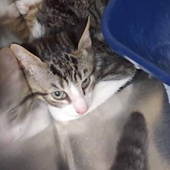Yzma -  Domestic Short Hair Cat Available for Adoption in Lake Panasoffkee, Florida - Yzma | PetCurious