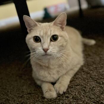 Montana -  British Shorthair and Domestic Short Hair Cat for Adoption in Nashville, Tennessee - Montana | PetCurious
