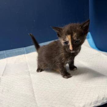 Kisses -  Domestic Short Hair Cat for Adoption in Philadelphia, Pennsylvania - Kisses | PetCurious