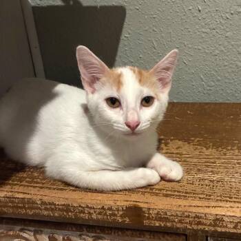 Sterling 3 -  Domestic Short Hair Cat for Adoption in Bulverde, Texas - Sterling 3 | PetCurious