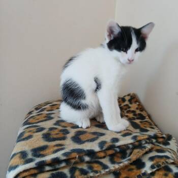 Domestic Short Hair Cats Available for Adoption - Bubba | PetCurious