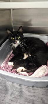 Lime -  Domestic Short Hair Cat for Adoption in Athens, Tennessee - Lime | PetCurious
