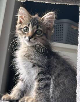 Rescue Domestic Long Hair and Tabby Cats for Adoption in Rochester Hills, Michigan - Valentina | PetCurious