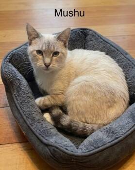 Mushu - Beautiful -  Siamese Cat for Adoption in Wyandotte, Michigan - Mushu - Beautiful | PetCurious