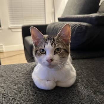 DaVinci -  Domestic Short Hair Cat for Adoption in Fort Collins, Colorado - DaVinci | PetCurious