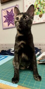 Rescue Domestic Short Hair Cats for Adoption in Fort Worth, Texas - Guaya | PetCurious