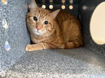 Domestic Short Hair Cats Available for Adoption - Allegro | PetCurious