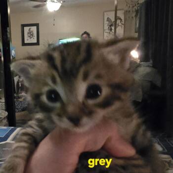 Fella -  Domestic Short Hair Cat for Adoption in Spokane, Washington - Fella | PetCurious