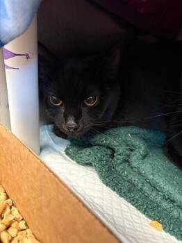Junebug -  Domestic Short Hair Cat for Adoption in Cincinnati, Ohio - Junebug | PetCurious
