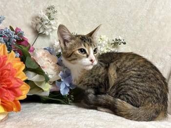 Fandango Zeze -  Domestic Short Hair Cat for Adoption in Chandler, Arizona - Fandango Zeze | PetCurious