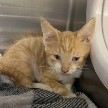 Starburst -  Domestic Short Hair Cat for Adoption in West Palm Beach, Florida - Starburst | PetCurious