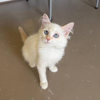 Murray -  Domestic Long Hair Cat for Adoption in Pittsford, Vermont - Murray | PetCurious