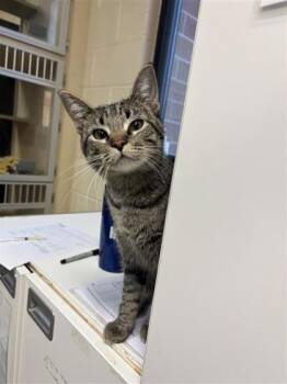 Rescue Domestic Short Hair Cats for Adoption in Hutchinson, Kansas - Nokia | PetCurious