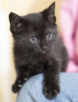 Domestic Short Hair Cats Available for Adoption in Chicago, Illinois - Pepper | PetCurious