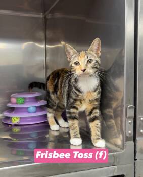 Frisbee Toss -  Calico and Domestic Short Hair Cat for Adoption in Montville, New Jersey - Frisbee Toss | PetCurious