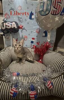 Liberty -  Domestic Short Hair Cat for Adoption in Ben Avon, Pennsylvania - Liberty | PetCurious