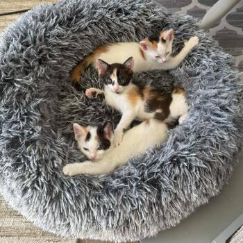 Bagel -  Domestic Short Hair Cat for Adoption in Escondido, California - Bagel | PetCurious