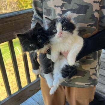 Oreo in Spring Grove, PA -  Domestic Long Hair Cat for Adoption - Oreo In Spring Grove, PA | PetCurious