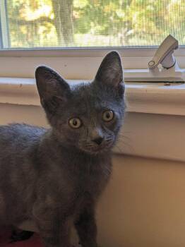 Rescue Domestic Short Hair Cats for Adoption in Wakefield, Quebec - Wolfie | PetCurious