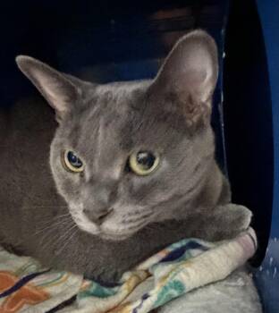Domestic Short Hair Cats Available for Adoption in Sault Ste. Marie, Michigan - Rosa | PetCurious