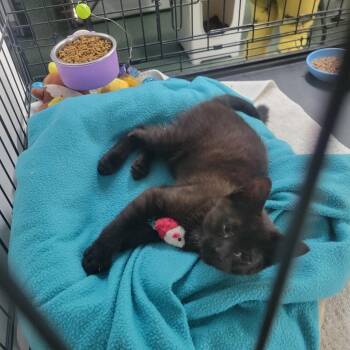 Finn -  Domestic Short Hair Cat for Adoption in Jessup, Maryland - Finn | PetCurious