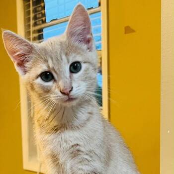 Lily -  Domestic Short Hair Cat for Adoption in Winchester, Virginia - Lily | PetCurious